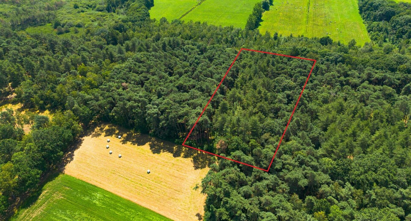 Bos te koop in Geel